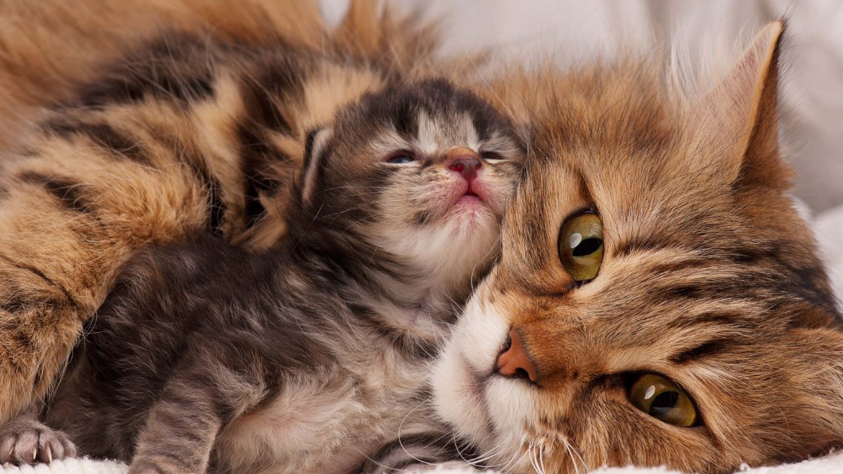 5 Dicas para quem pensa em adotar um gato