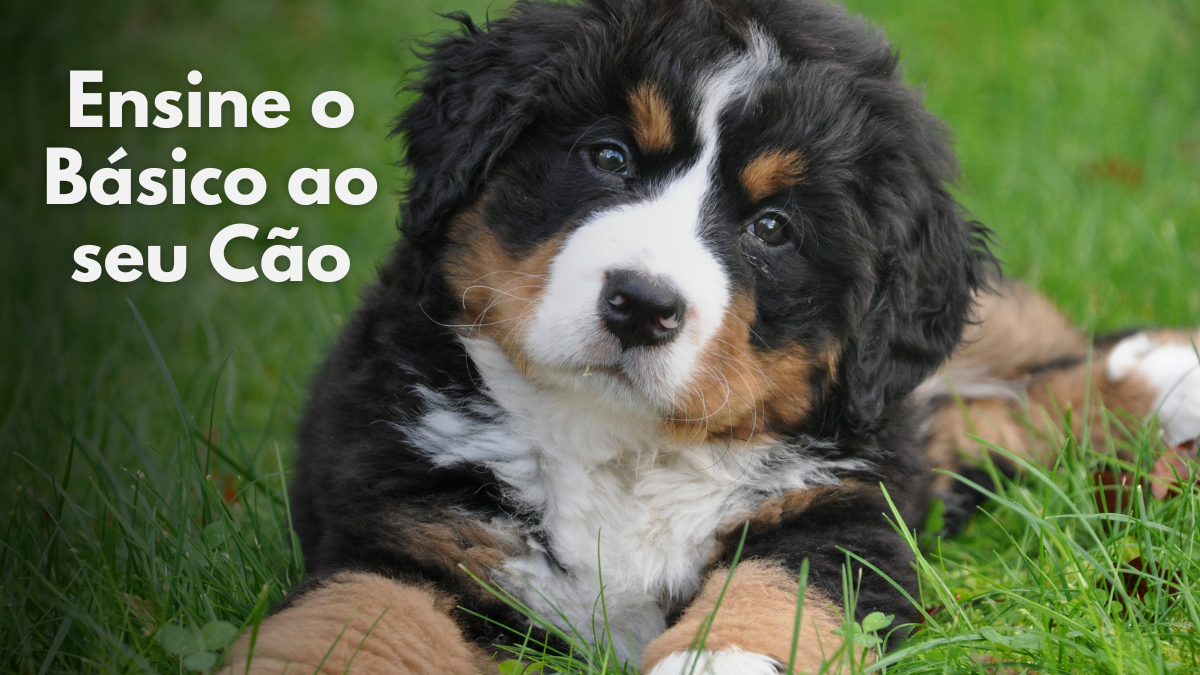 Como Ensinar Comandos Básicos ao seu Cachorro